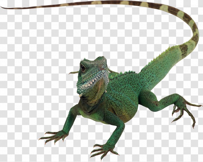 Lizard Reptile Chameleons Komodo Dragon Transparent PNG