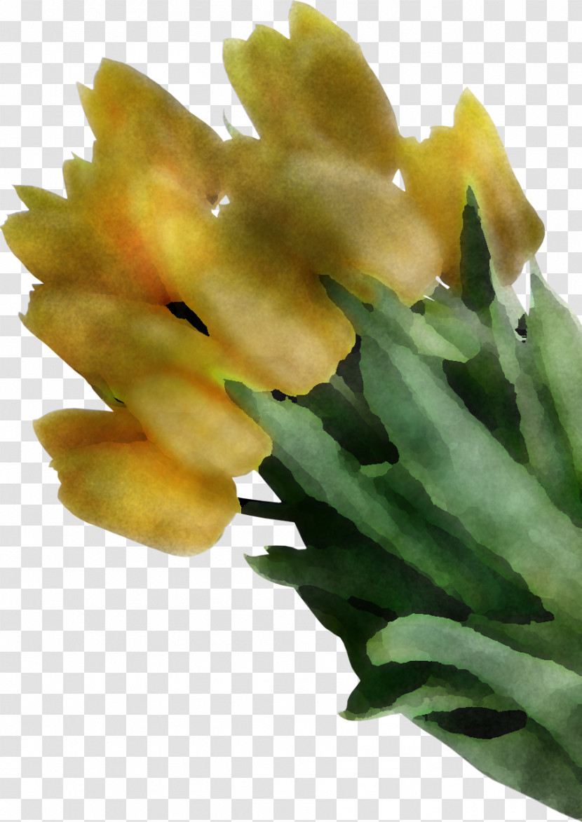 Flower Plant Yellow Gladiolus Transparent PNG