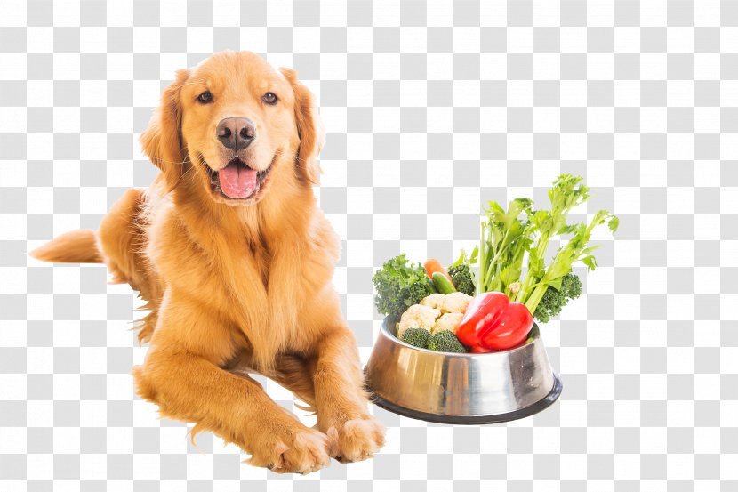 Dog Food Vegetarian Cuisine Vegetarianism Veganism - Nutrition Transparent PNG