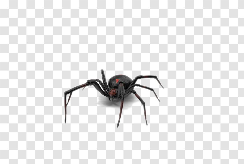 Southern Black Widow Spider Transparent PNG