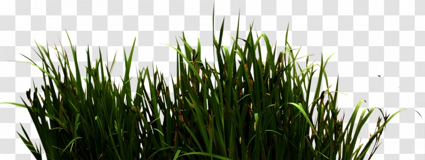 Download Icon - Herb - River Grass Transparent PNG