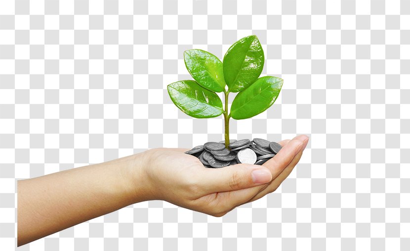 Investment Money Mutual Fund Funding Finance - Hand-painted Plants Transparent PNG