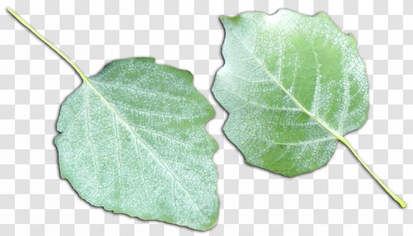 Plant Pathology Leaf - Leaves Transparent PNG