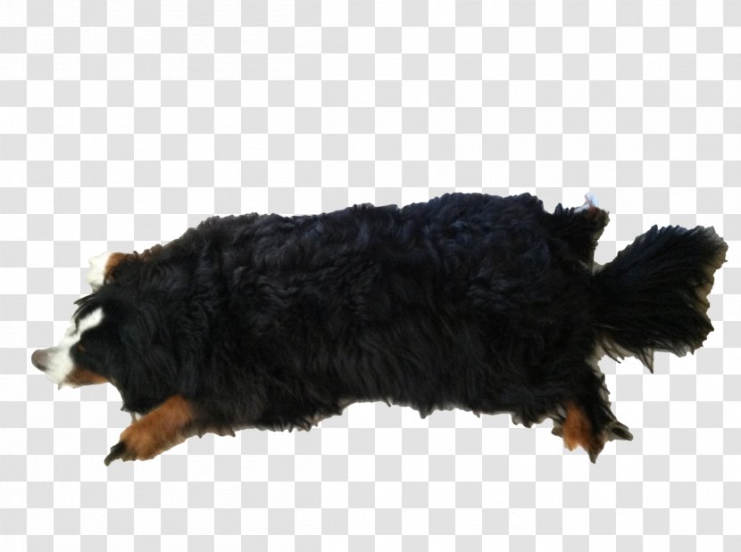 Bernese Mountain Dog Breed Canidae Carnivora - Group Transparent PNG