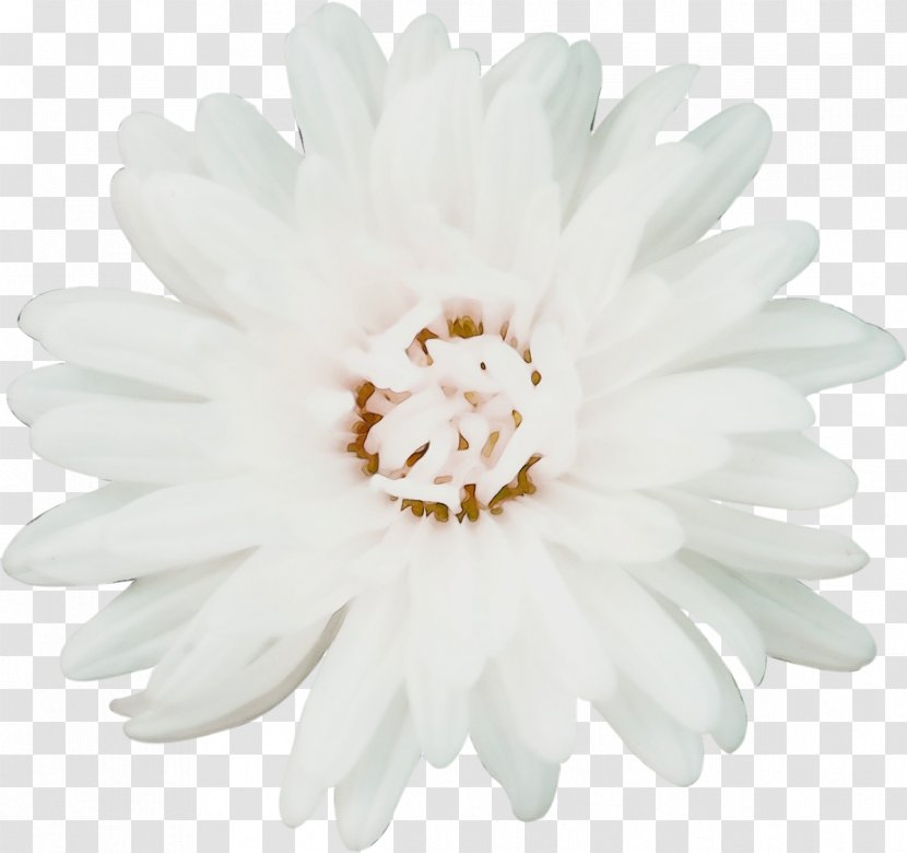 Chrysanthemum Petal White Cut Flowers Transparent PNG