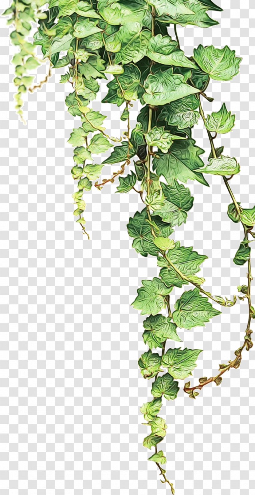 Drawing Of Family - Vine - Plant Stem Canoe Birch Transparent PNG