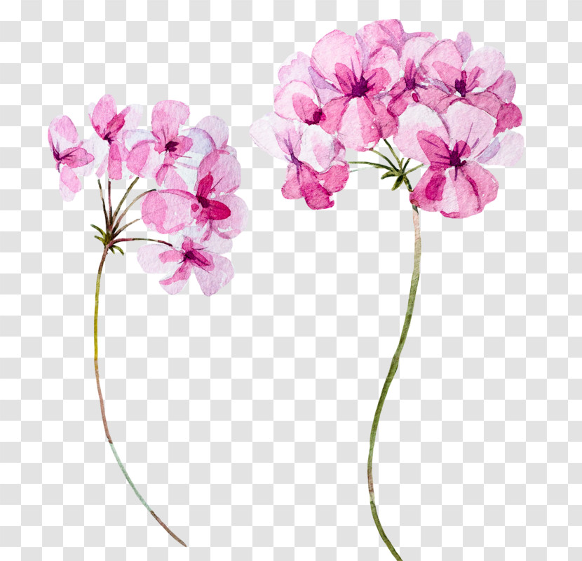Flower Pink Plant Petal Cut Flowers Transparent PNG