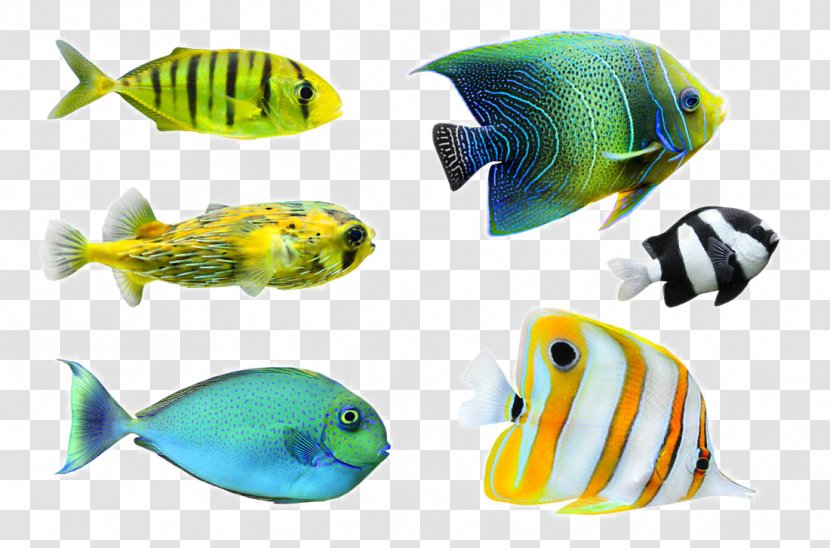 Tropical Fish Desktop Wallpaper Photography - Fauna Transparent PNG