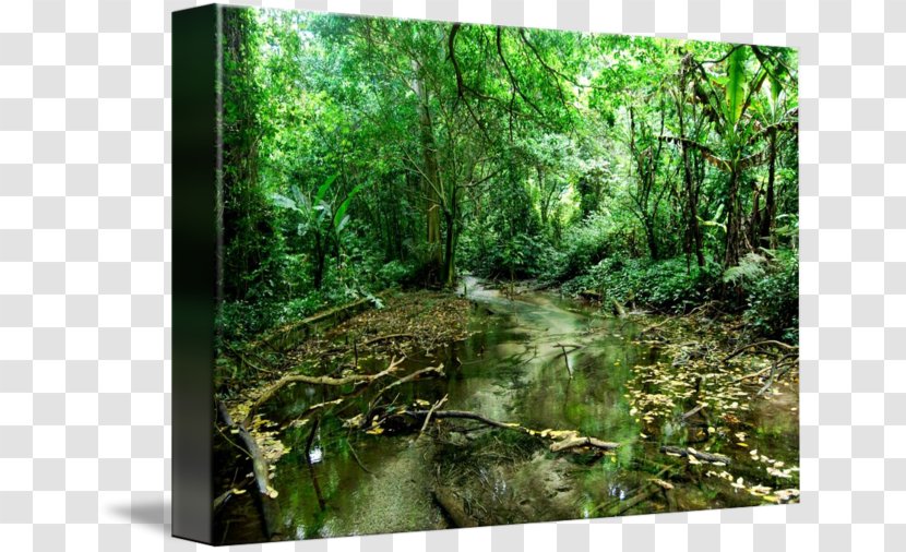 Rainforest Riparian Zone Vegetation Valdivian Temperate Rain Forest - Stream Transparent PNG