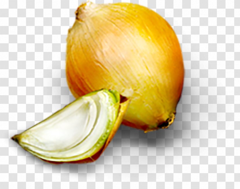 Onion Food - Cartoon Material Transparent PNG