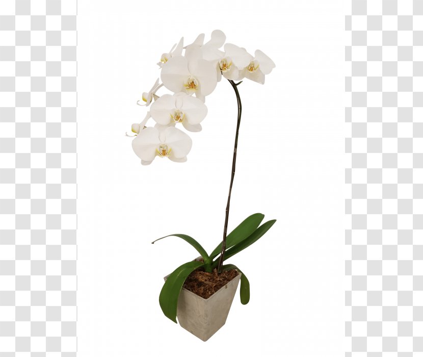 Moth Orchids Cattleya Cut Flowers - Flower Transparent PNG
