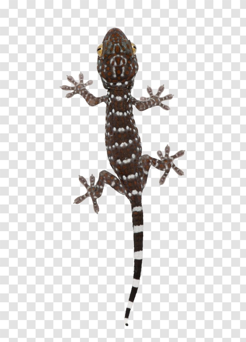 Reptile Tokay Gecko Lizard Common Leopard - Uroplatus Phantasticus Transparent PNG