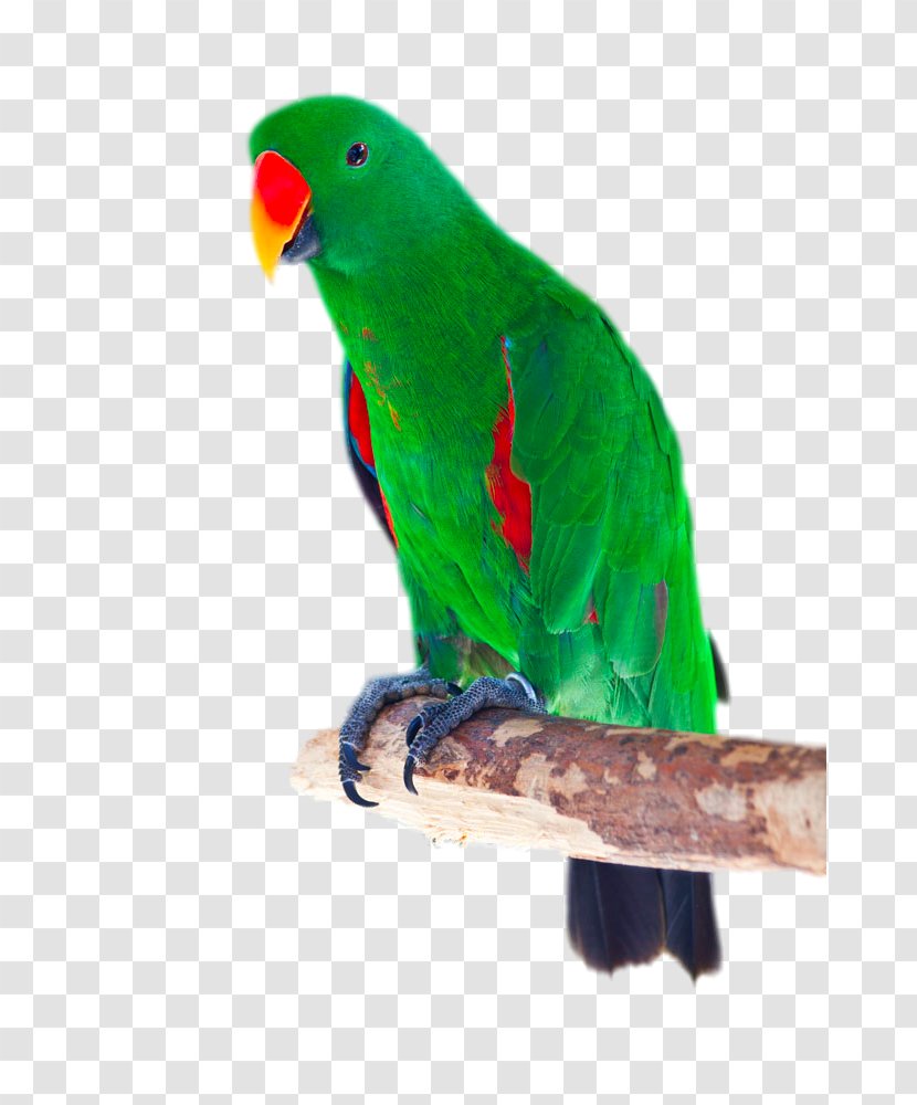 Eclectus Parrot Bird Cockatoo Red-winged Stock Photography - Beak - Green Red-billed Transparent PNG
