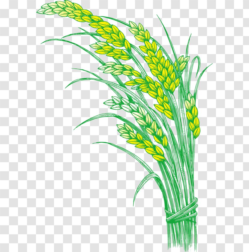 Rice Oryza Sativa Five Grains - Plant Stem - Paddy,Rice,Rice,Hedao,Rice Transparent PNG