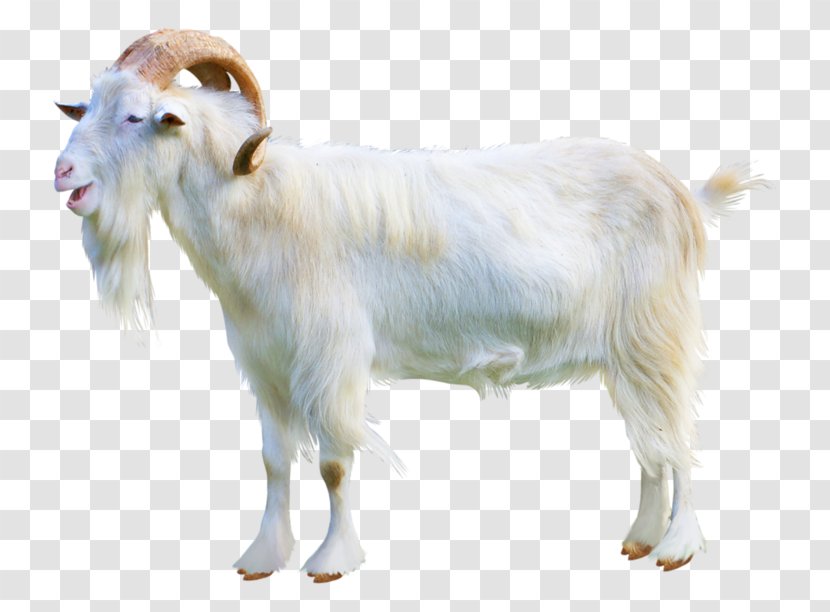 Sheep–goat Hybrid Cattle Ahuntz - Sheep - Goat Transparent PNG