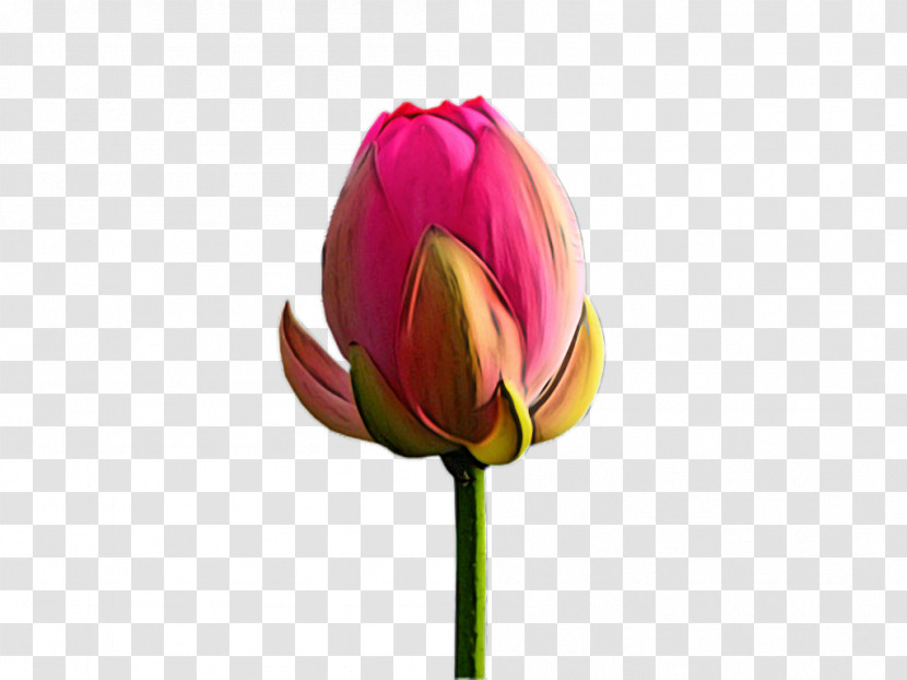 Plant Stem Cut Flowers Bud Tulip Proteales Transparent PNG