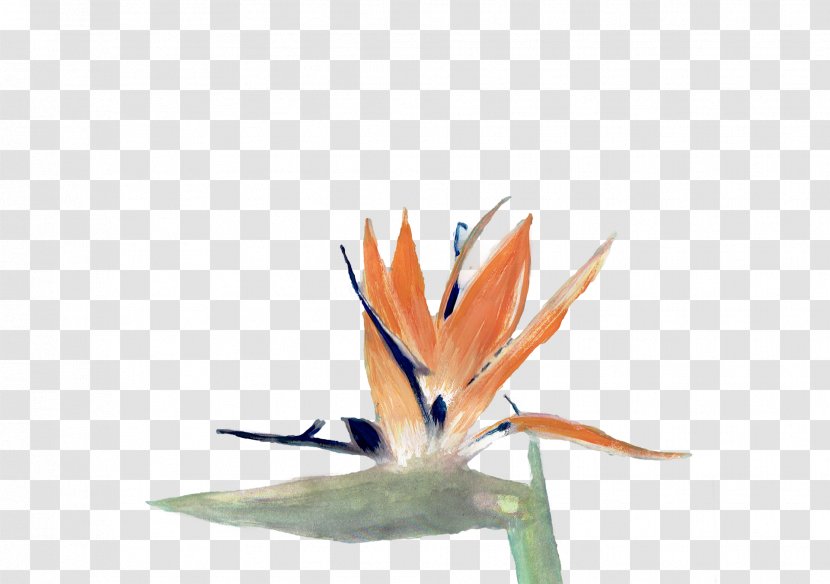 Bird Of Paradise - Paper Transparent PNG