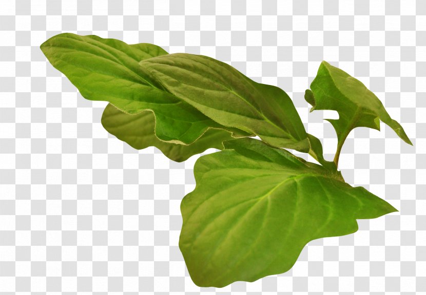 Basil Leaf Plant Stem Tree - Les Feuilles Rouges Transparent PNG