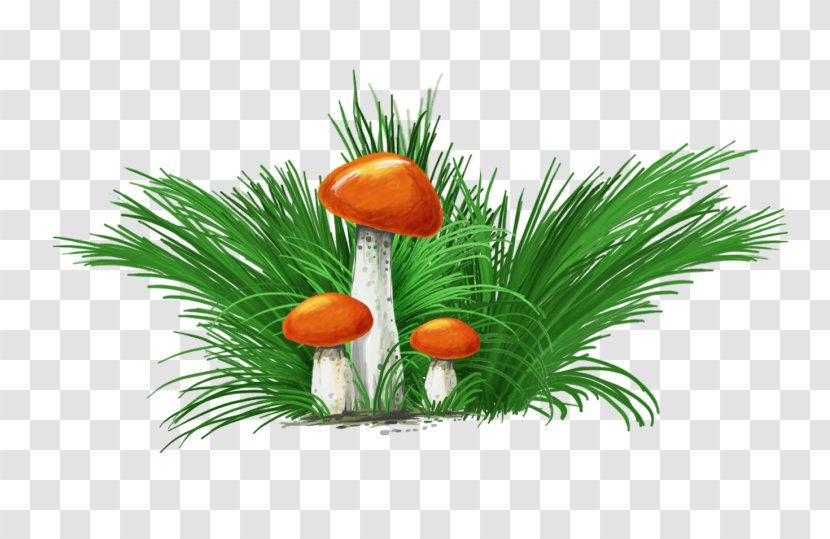 Mushroom Photography - Liveinternet Transparent PNG