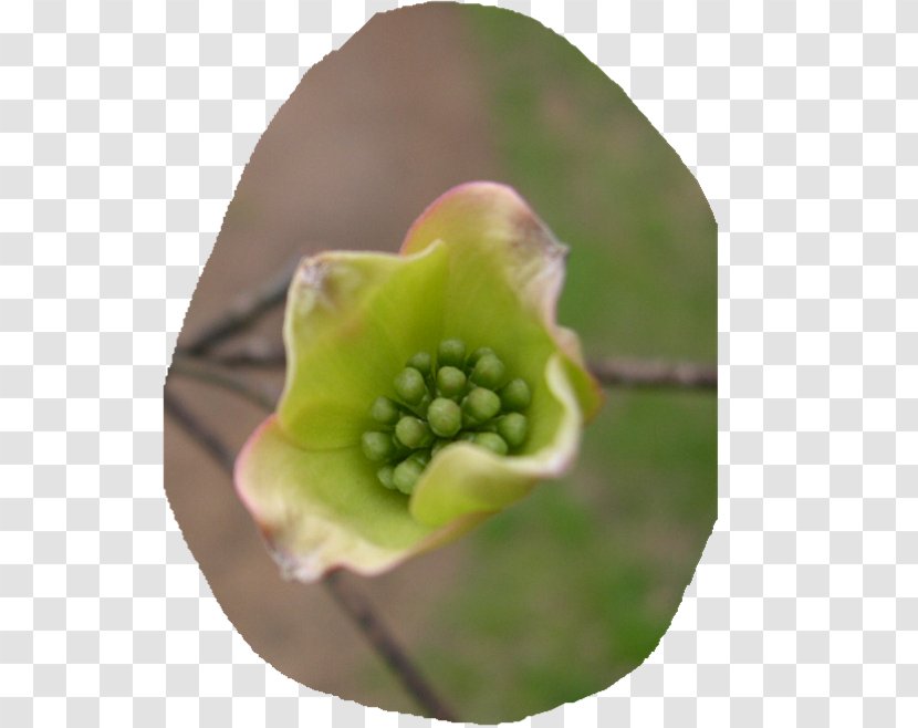 Close-up Fruit - Closeup - Cornus Transparent PNG