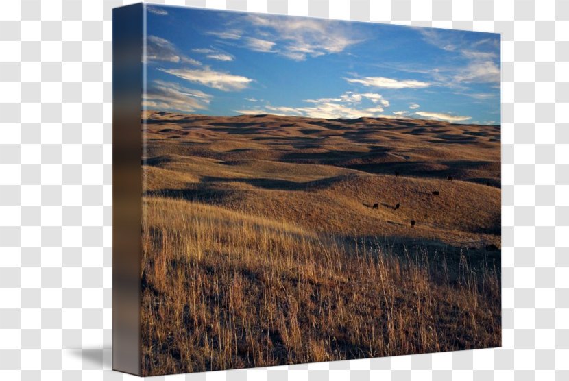 Sandhills Nebraska Prairie Gallery Wrap Ecoregion - Wood - Rolling Hills Transparent PNG