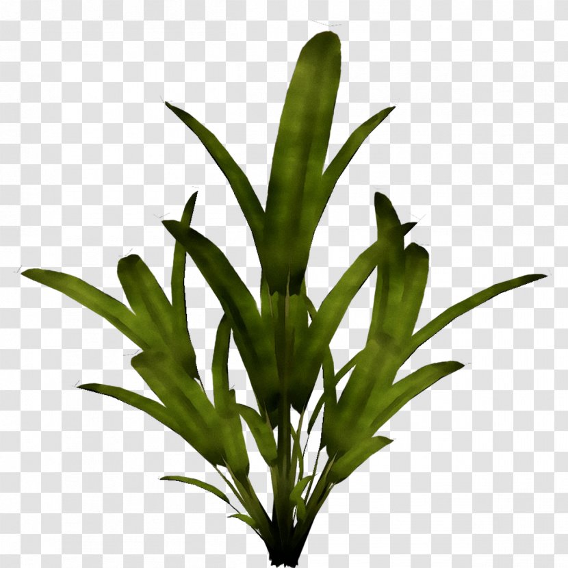 Leaf Plant Stem Flower Grasses Herb - Tarragon Transparent PNG