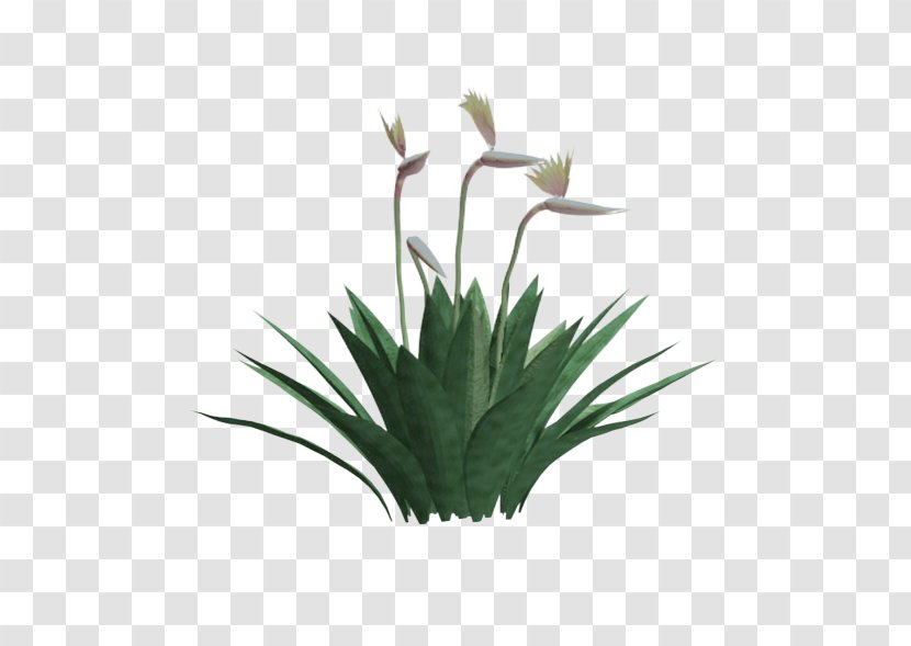 Yucca Faxoniana Strelitzia Reginae Plant Shrub Gloriosa - Flowering - Avenue Transparent PNG