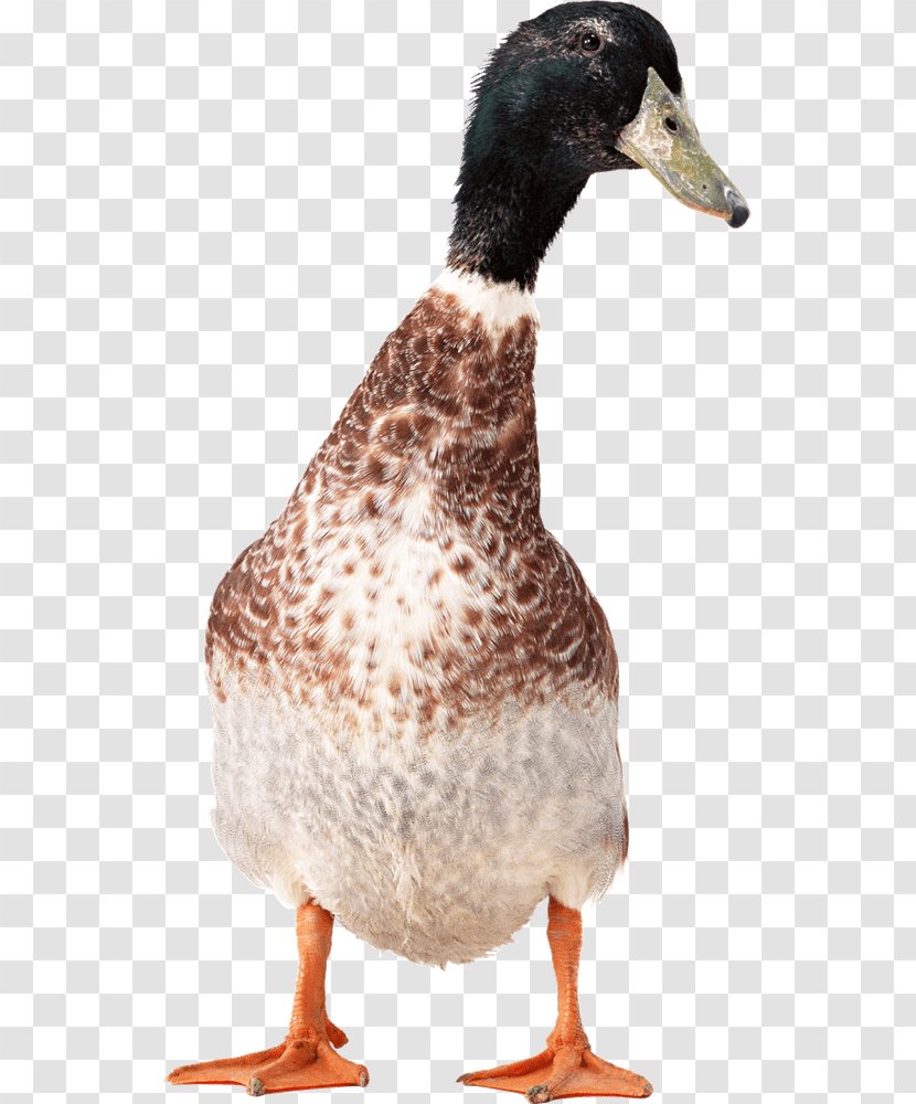 Duck Goose - Waterfowl Transparent PNG