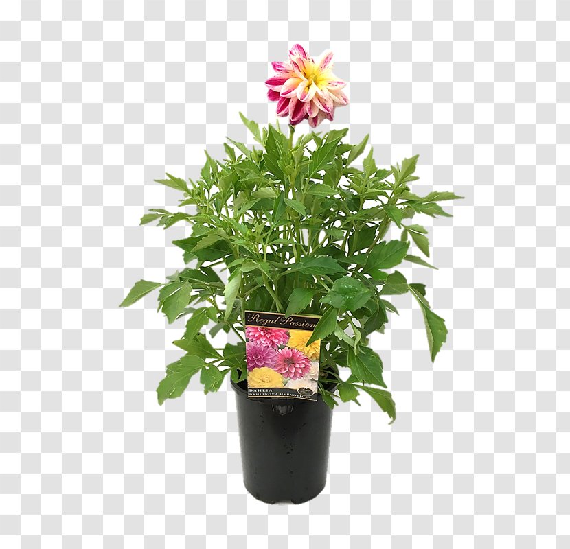 Cut Flowers Flowerpot Houseplant Herb Annual Plant - Family - Watercolor Dahlia Transparent PNG