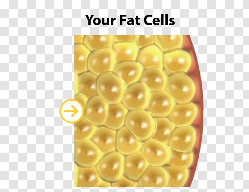 Cryolipolysis Adipose Tissue Fat Surgery Abdominal Obesity - Flower - Frozen Cells Transparent PNG