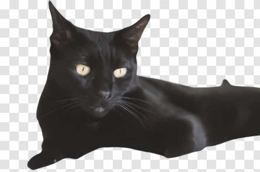 Cat Black Small To Medium-sized Cats Bombay - Havana Brown Whiskers Transparent PNG