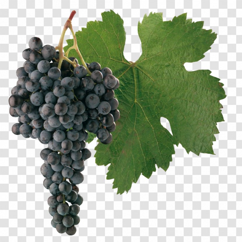 Sultana Merlot Cabernet Sauvignon Blanc Wine - Grape Seed Extract Transparent PNG