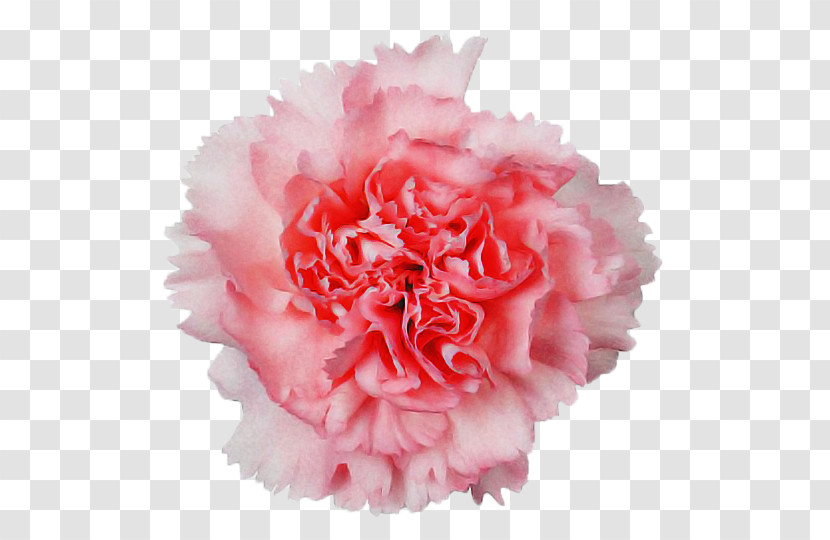 Royalty-free Photo Library ストックフォト Carnation Flower Transparent PNG