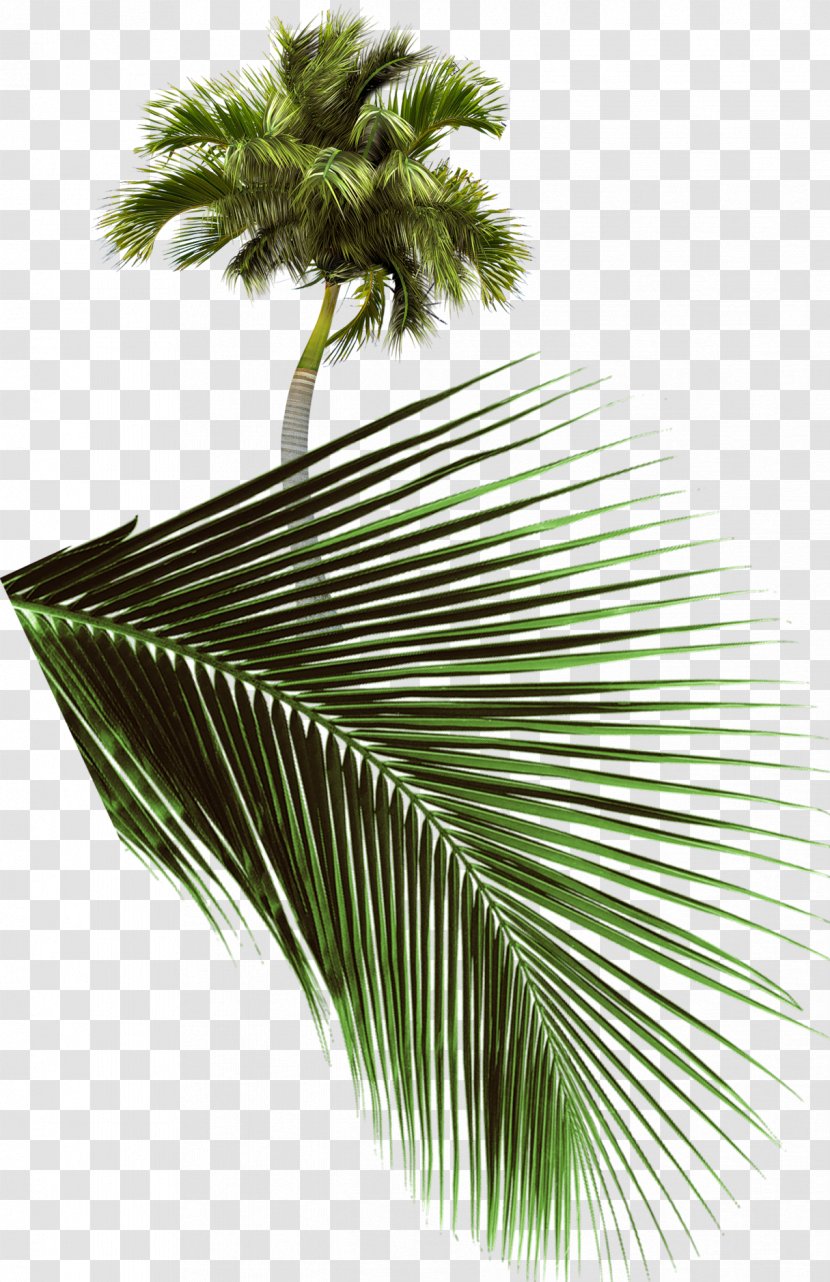 Arecaceae Tree SWF - Date Palm - Palms Transparent PNG