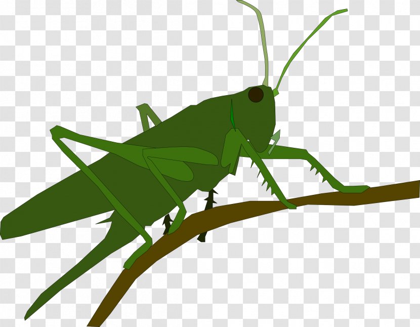 Grasshopper Insect Caelifera - Invertebrate Transparent PNG