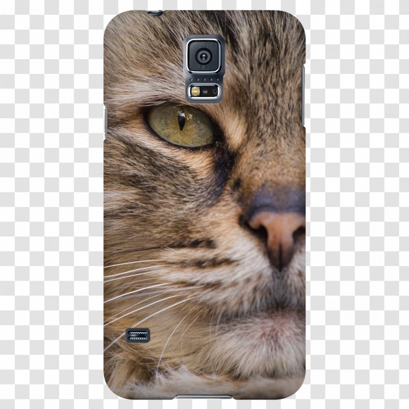 Whiskers Tabby Cat Domestic Short-haired Fur - Cool Transparent PNG