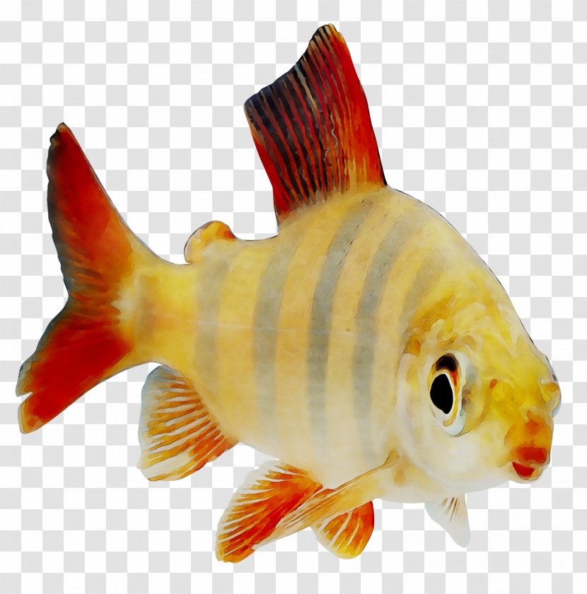 Goldfish Feeder Fish Perch Products - Rayfinned Transparent PNG
