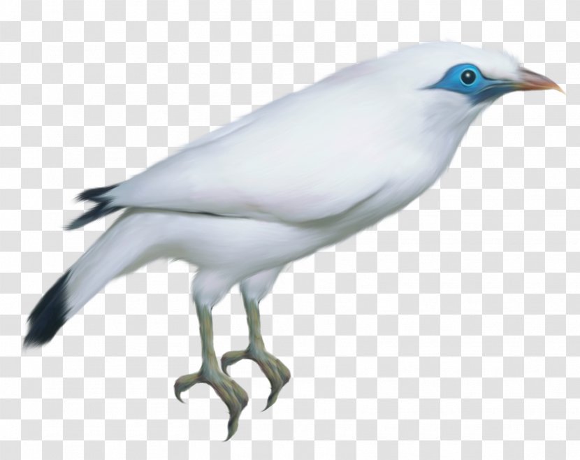 Beak Feather Wing Fauna - Bird Transparent PNG