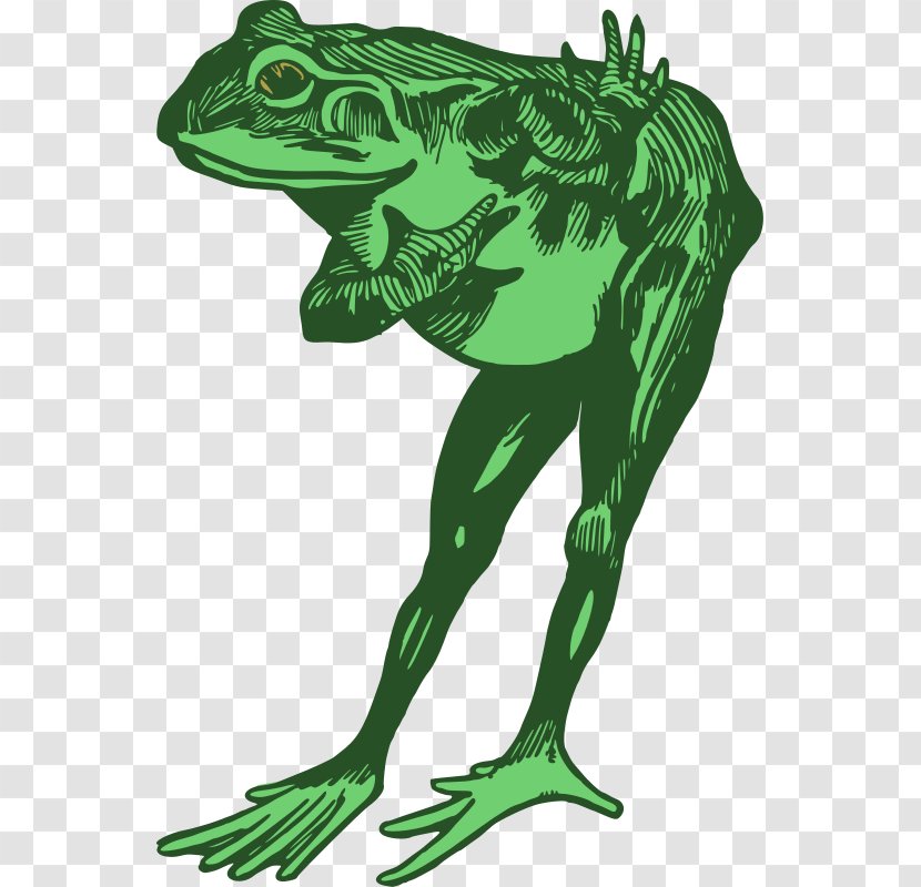 True Frog Amphibian Tree Clip Art Transparent PNG