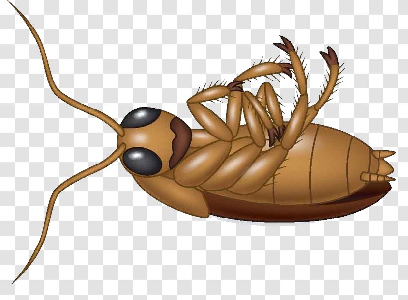 Cockroach Cartoon Royalty-free Clip Art - Insect Transparent PNG