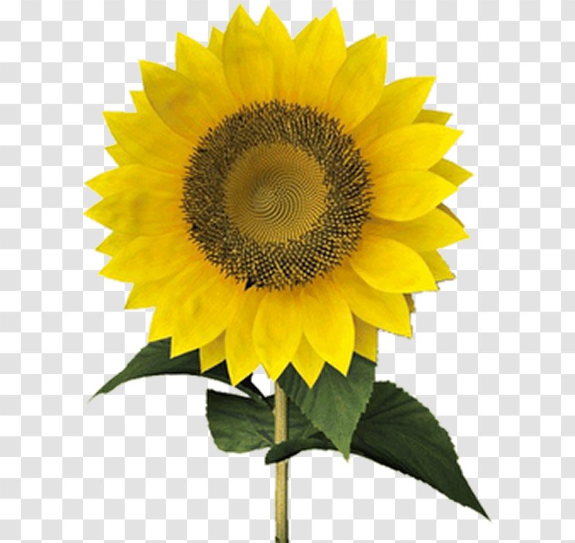 Easter Egg Symbol More Mathematical Puzzles And Diversions Culture - Common Sunflower Transparent PNG