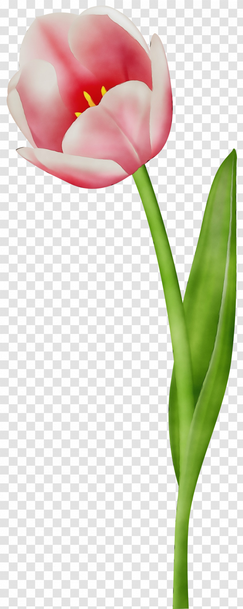 Tulip Flower Petal Pink Plant Transparent PNG