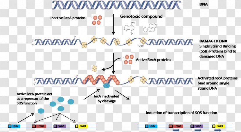 SOS Response DNA Repair Repressor LexA RecA - Research - Icarly Transparent PNG