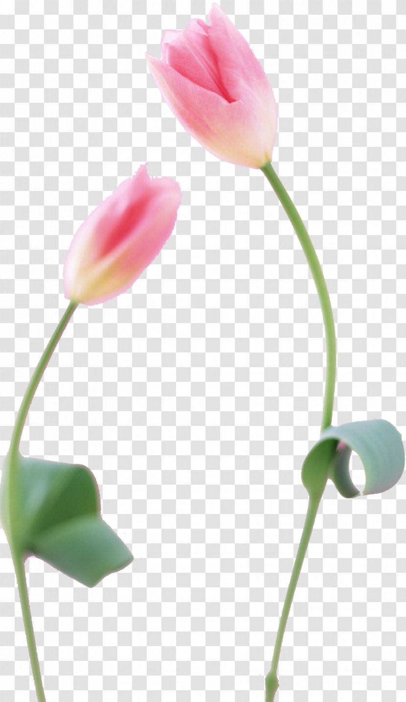 Tulip Photography Flower Petal Plant Stem - Leaf Transparent PNG