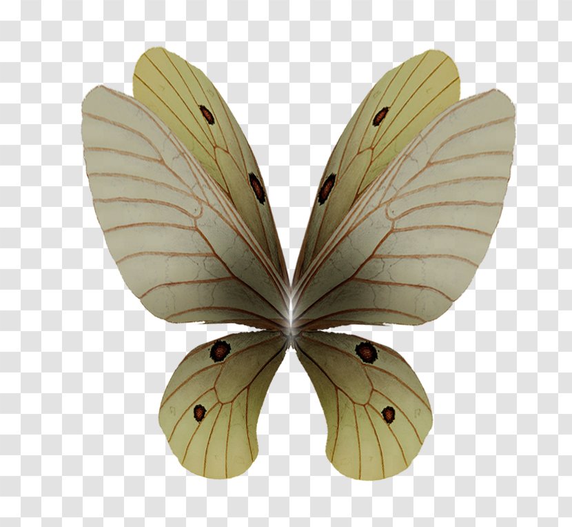 Silkworm Moth - Moths And Butterflies - Angel Wings Transparent PNG