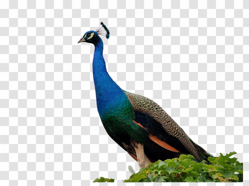 Peafowl Southeast Fly The Peacocks Bird - Peacock Creative Figure Transparent PNG