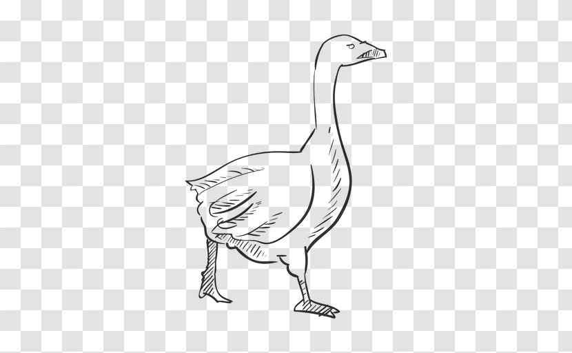 Goose Duck Drawing Ganso Sketch - Ducks Geese And Swans Transparent PNG