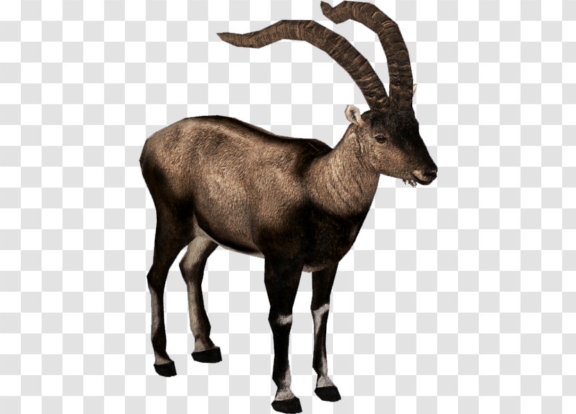 Alpine Ibex Pyrenean Antelope Pyrenees Bezoar - Walia - Extinct Cliparts Transparent PNG