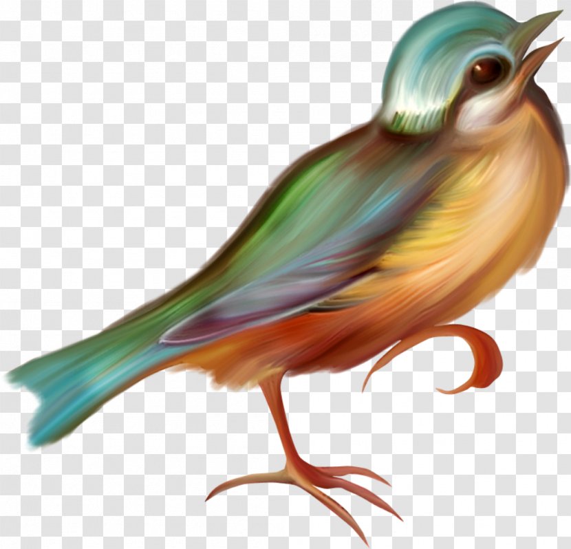 Bird Beak Clip Art - Raster Graphics Transparent PNG