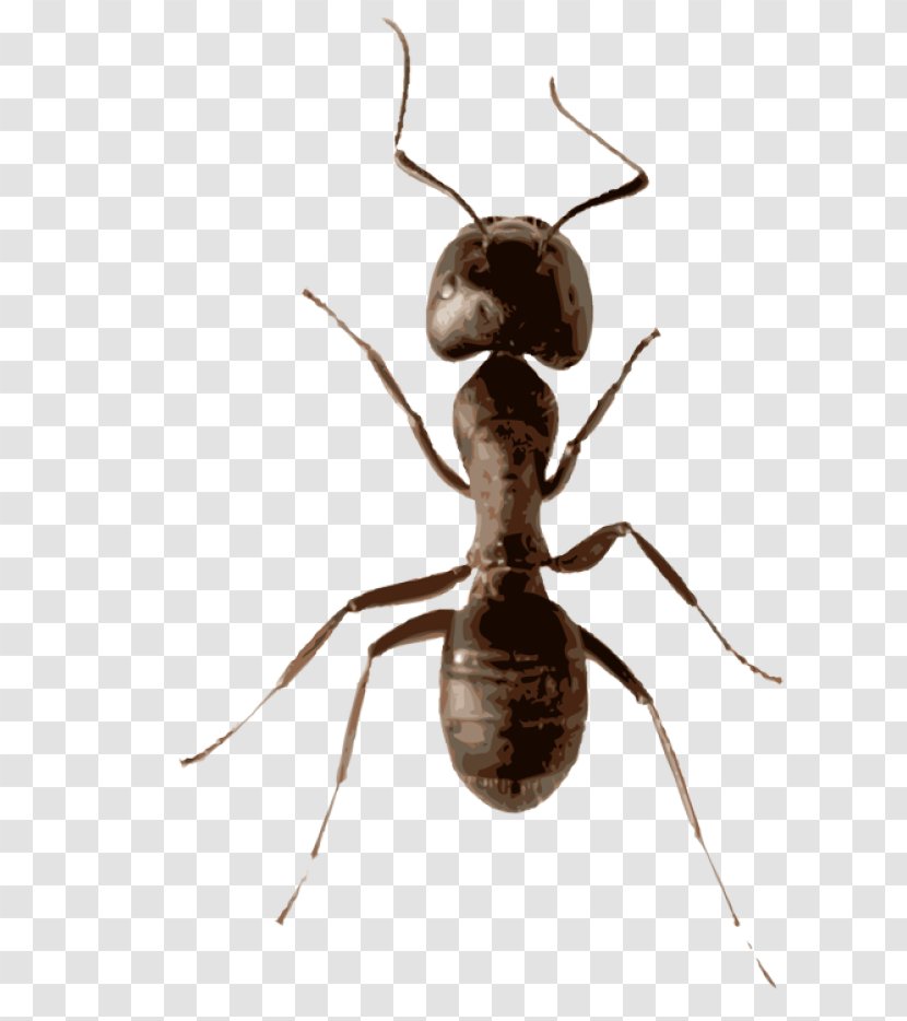 Ant Insect Mosquito Fly Stock Photography - Hunting Transparent PNG